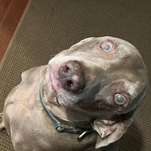 Meet your Posher, Diego